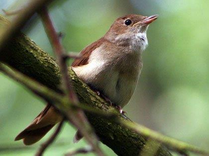 Luscinia megarhynchos